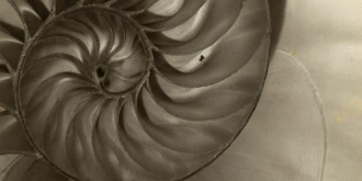 Kunsthalle Erfurt: Führungen durch die faszinierende Ausstellung „Nautilus“