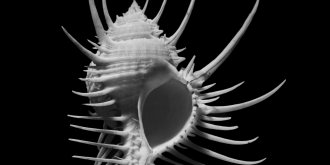 Nautilus. Muscheln, Schnecken und andere Mollusken in der Fotografie