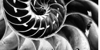 Interner Verweis: Nautilus: Muscheln, Schnecken und Mollusken in der Fotografie der Moderne