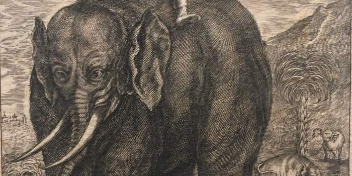 Interner Verweis: Elephantographia curiosa. Der Erfurter Kupferstecher Jacob Petrus und sein Beitrag zur barocken Buchkunst