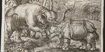 Foto: Jacob Petrus: Kupferstich, Blatt aus Georg Petri von Hartenfels „Elephantographia Curiosa“, Erfurt 1715/1723 © Stadtverwaltung Erfurt Kupferstich eines mit einem Nashorn kämpfenden Elefanten