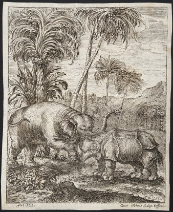 Kupferstich eines mit einem Nashorn kämpfenden Elefanten