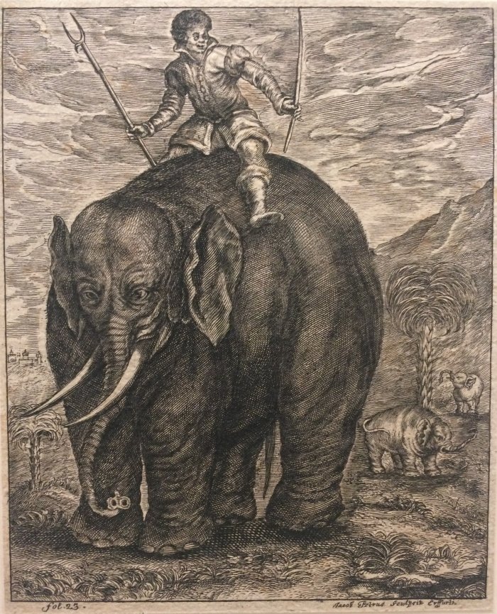 Bild eines Elefanten, auf dem ein Mensch sitzt