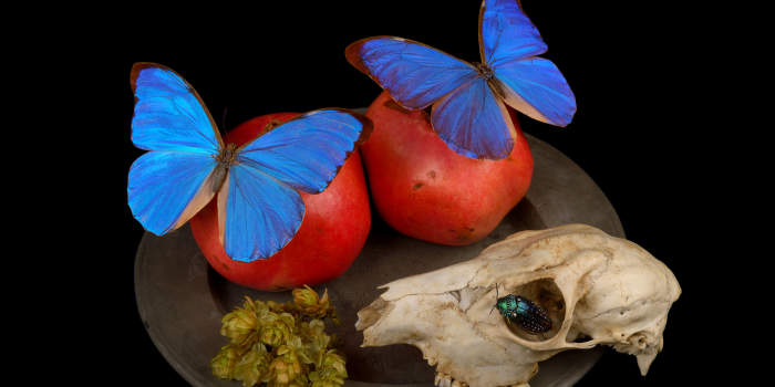 „Zum Fressen gern“