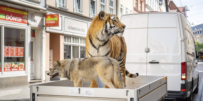 Ein Tiger fährt durch die Stadt: Aufbau der Ausstellung „Faszinatur 100 Jahre Naturkundemuseum“