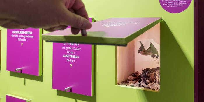 Ferienworkshops für junge Kreative im Naturkundemuseum