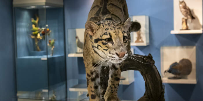 Bunter Festmonat im Naturkundemuseum Erfurt