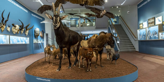 „Faszinatur – 100 Jahre Naturkundemuseum“ zu Gast in der Kunsthalle Erfurt