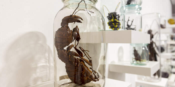 Kuratorenführungen in der Ausstellung „Reflecting Nature #2“