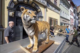 Ein Tiger auf einem Hänger vor der Kunsthalle