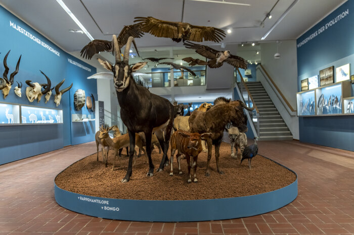Viele Tierpräparate in der Kunsthalle