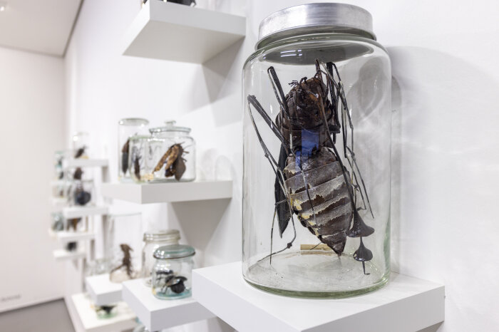 ein Käfer in einem Glas steht auf einem Regal, im Hintergrund weitere Exponate einer Ausstellung