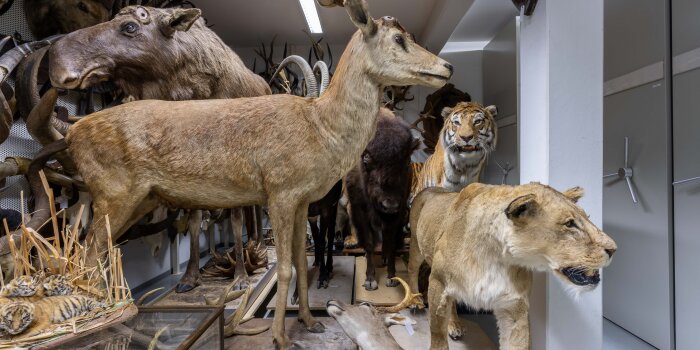 auf engem Raum stehen mehrere große Tierpräparate, darunter ein Löwe, ein Elch und ein Tiger