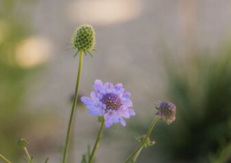 Pflanze mit Blüte in hellem Lila