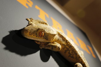 Ein Modell eines Geckos auf einem Plakat