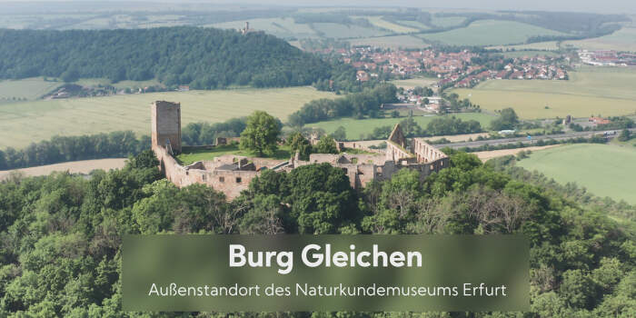 Filmreihe „Einblicke – in die Erfurter Museen“ wird fortgesetzt