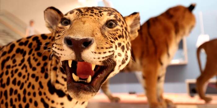 Faszinatur 100 – Blick in die Ausstellung