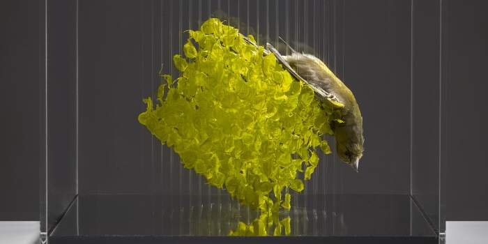 Interner Verweis: Reflecting Nature #1 – Künstlerische Positionen mit naturkundlichem Bezug