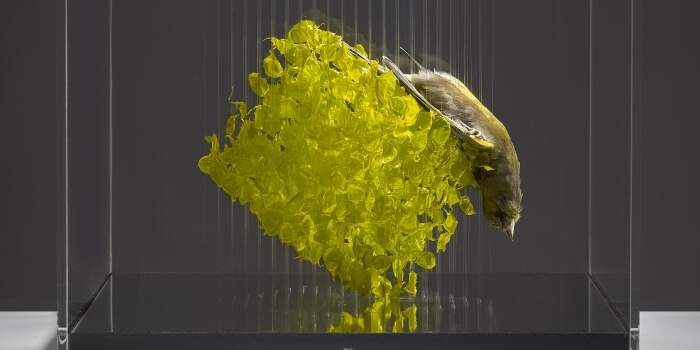 Interner Verweis: Vernissage "Reflecting Nature #1 – Künstlerische Positionen mit naturkundlichem Bezug"