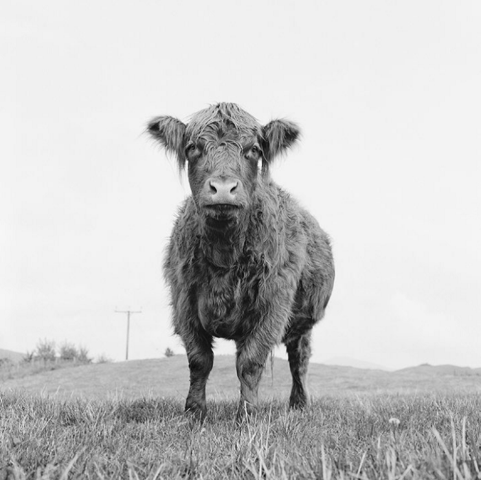 Frontale Schwarz-Weiß Fotografie einer Kuh auf der Weide