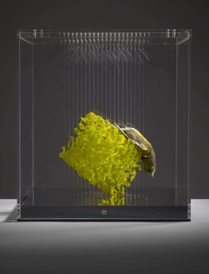 Kunstwerk mit Glaskasten, Plastikstücken und einem toten Vogel