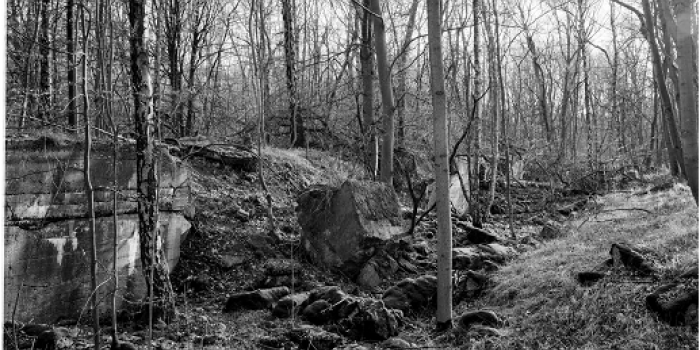 Schwarz Weiß Fotografie eines Waldes mit Steinen