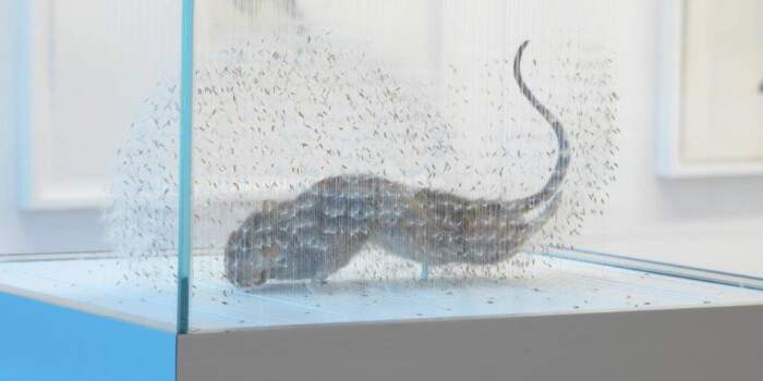 Ausstellung „Reflecting Nature #1“ endet